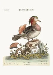 The Chinese Teal